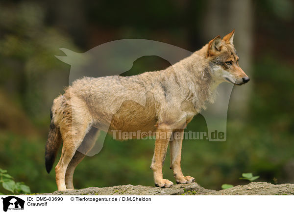 Grauwolf / greywolf / DMS-03690
