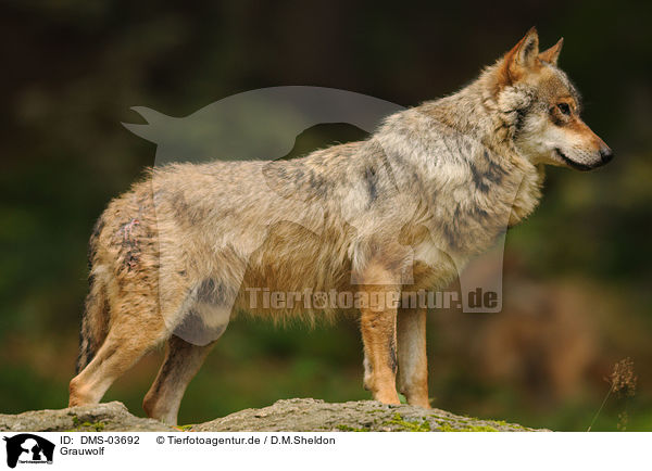 Grauwolf / greywolf / DMS-03692