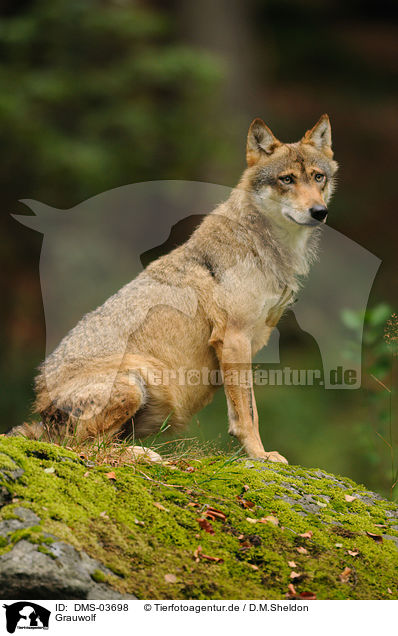 Grauwolf / greywolf / DMS-03698