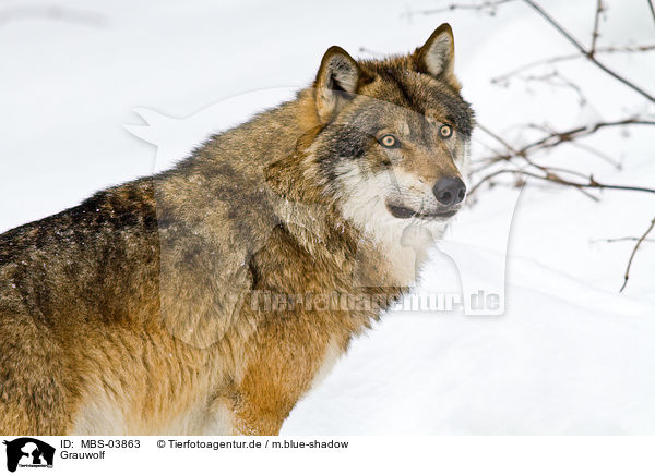Grauwolf / greywolf / MBS-03863