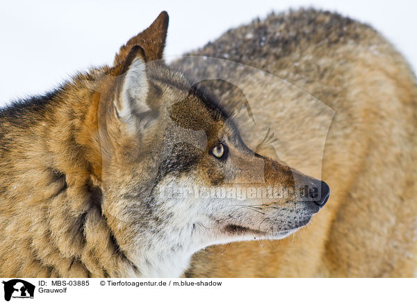Grauwolf / greywolf / MBS-03885