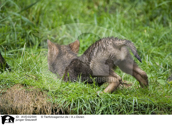 junger Grauwolf / young greywolf / AVD-02584