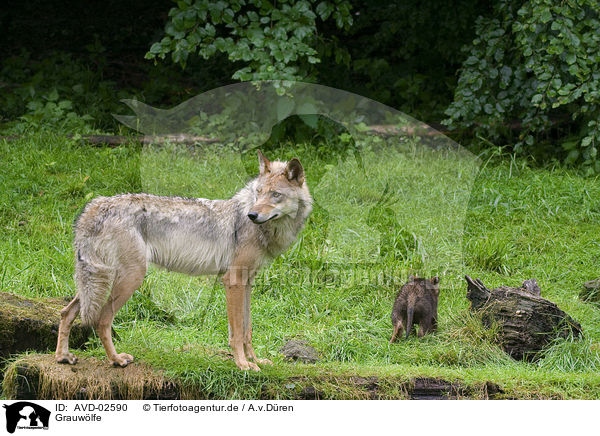 Grauwlfe / greywolfs / AVD-02590