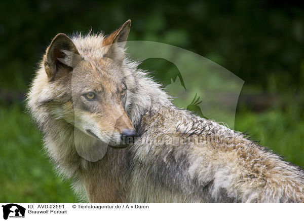 Grauwolf Portrait / greywolf portrait / AVD-02591