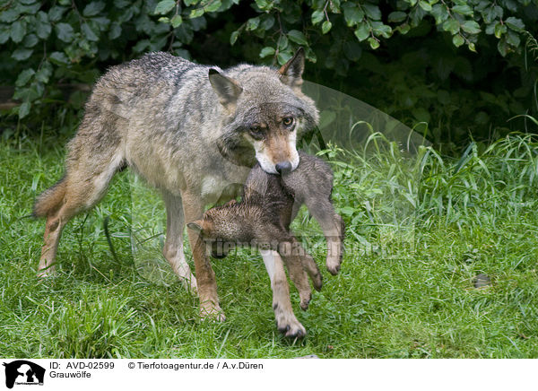 Grauwlfe / greywolfs / AVD-02599