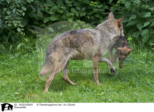 Grauwlfe / greywolfs / AVD-02600