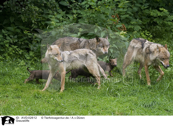 Grauwlfe / greywolfs / AVD-02612