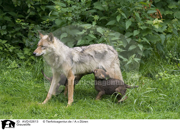Grauwlfe / greywolfs / AVD-02613
