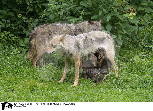 Grauwlfe / greywolfs / AVD-02616