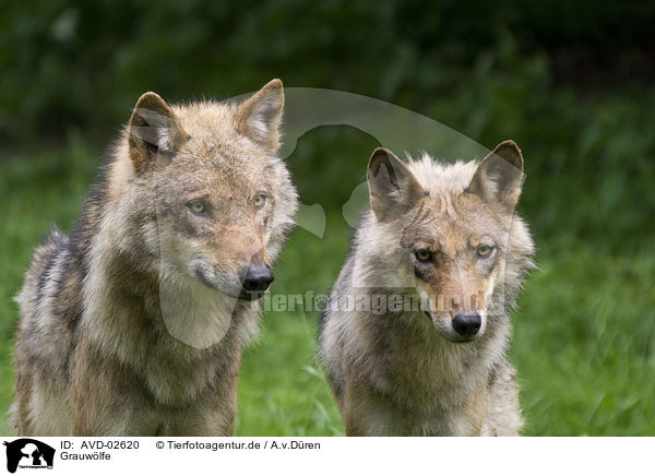 Grauwlfe / greywolfs / AVD-02620