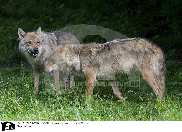 Grauwlfe / greywolfs / AVD-02626