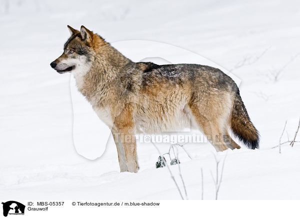 Grauwolf / greywolf / MBS-05357