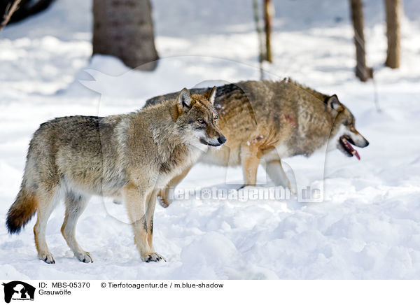 Grauwlfe / greywolfs / MBS-05370