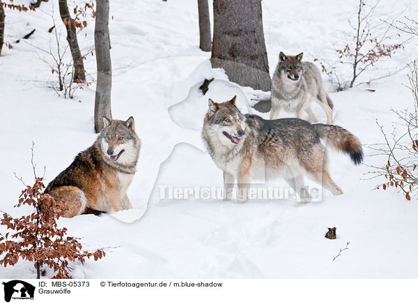 Grauwlfe / grey wolves / MBS-05373