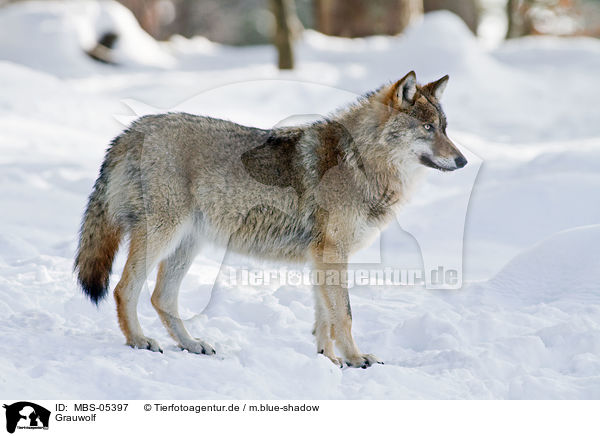 Grauwolf / greywolf / MBS-05397