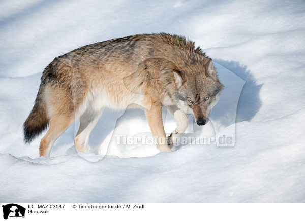 Grauwolf / greywolf / MAZ-03547