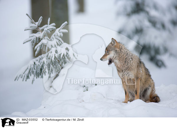 Grauwolf / greywolf / MAZ-03552