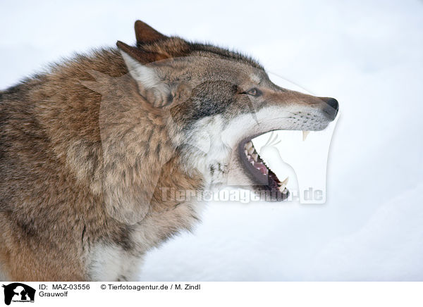 Grauwolf / greywolf / MAZ-03556