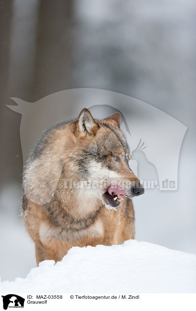 Grauwolf / greywolf / MAZ-03558