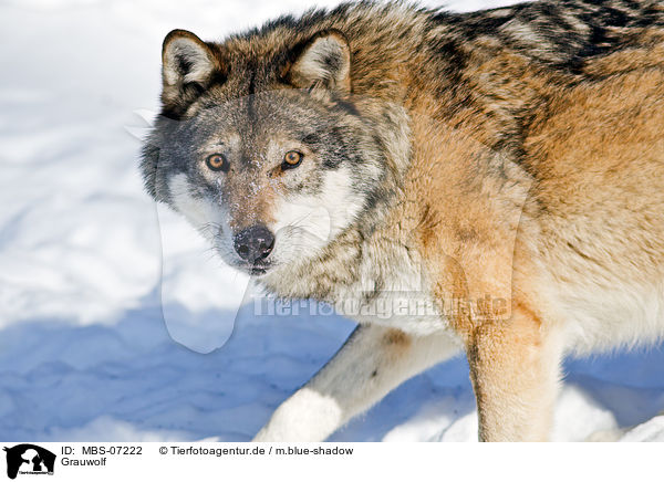 Grauwolf / greywolf / MBS-07222