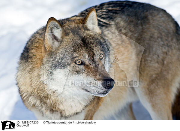 Grauwolf / greywolf / MBS-07230