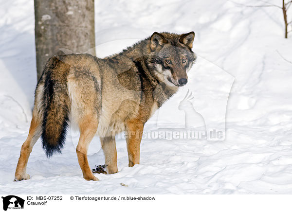 Grauwolf / greywolf / MBS-07252
