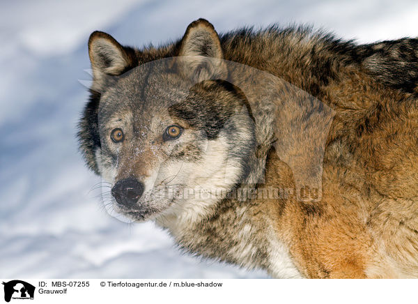 Grauwolf / greywolf / MBS-07255