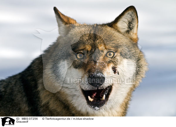 Grauwolf / greywolf / MBS-07256