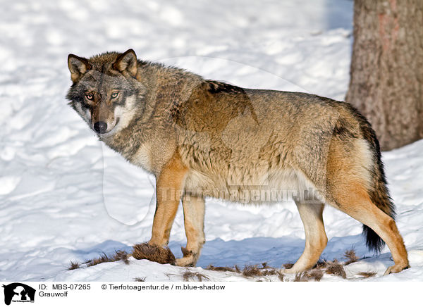 Grauwolf / greywolf / MBS-07265