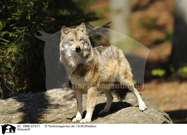 Grauwolf / greywolf / DMS-07071