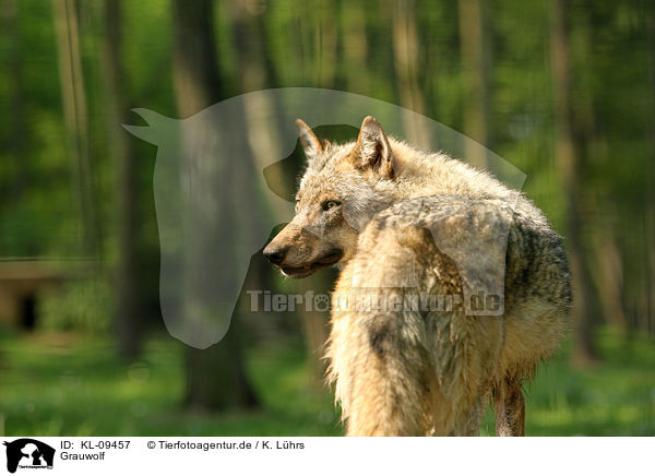 Grauwolf / greywolf / KL-09457