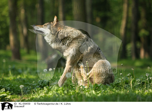 Grauwolf / greywolf / KL-09459