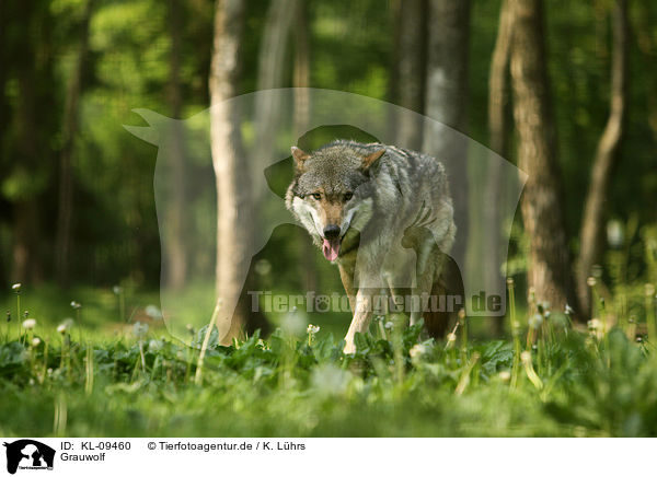 Grauwolf / greywolf / KL-09460