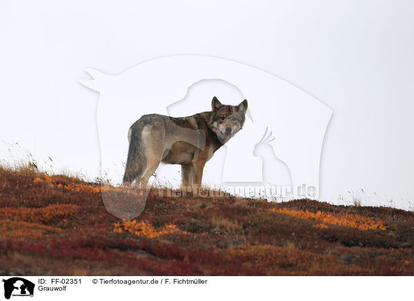 Grauwolf / greywolf / FF-02351