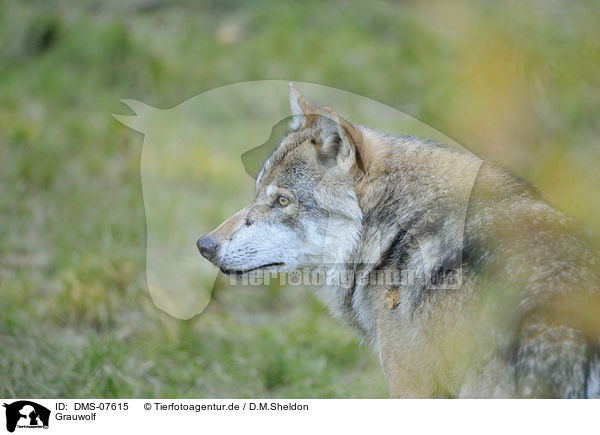 Grauwolf / greywolf / DMS-07615