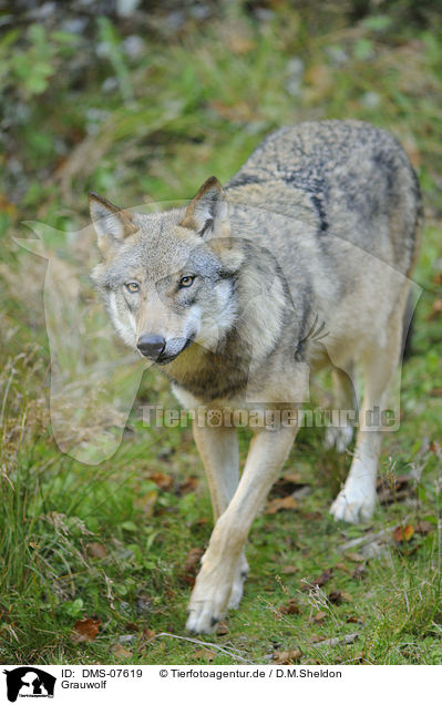 Grauwolf / greywolf / DMS-07619