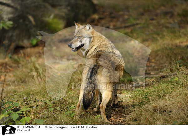 Grauwolf / greywolf / DMS-07634