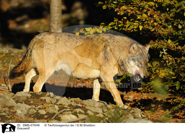 Grauwolf / greywolf / DMS-07646