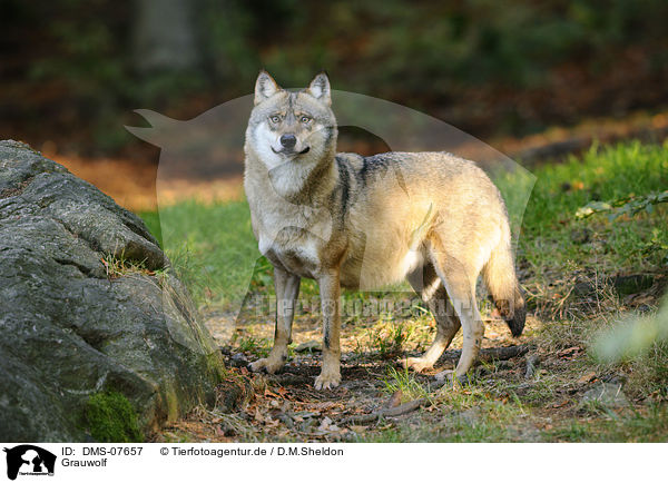 Grauwolf / greywolf / DMS-07657
