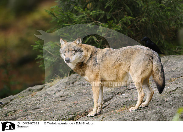 Grauwolf / greywolf / DMS-07682