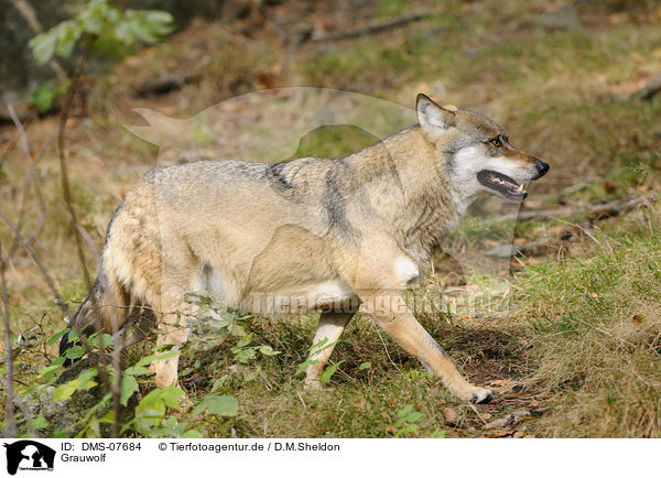 Grauwolf / greywolf / DMS-07684