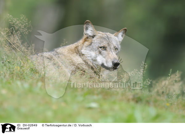Grauwolf / greywolf / DV-02649