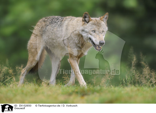Grauwolf / greywolf / DV-02650