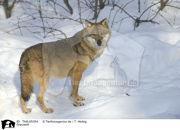 Grauwolf / greywolf / THA-05354