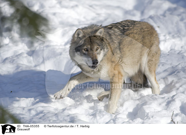 Grauwolf / greywolf / THA-05355