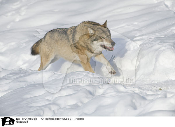Grauwolf / greywolf / THA-05358