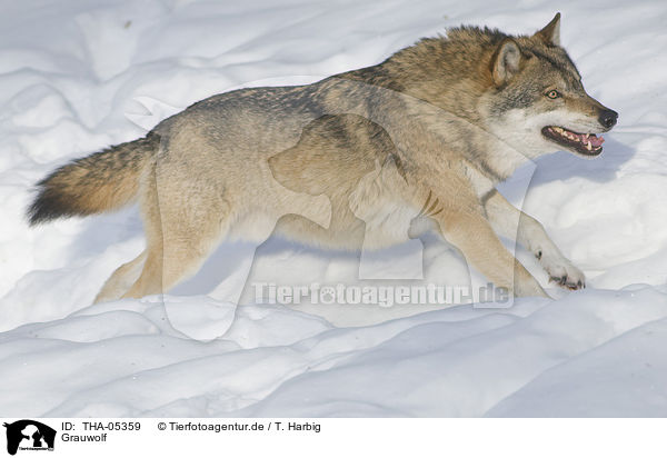 Grauwolf / greywolf / THA-05359