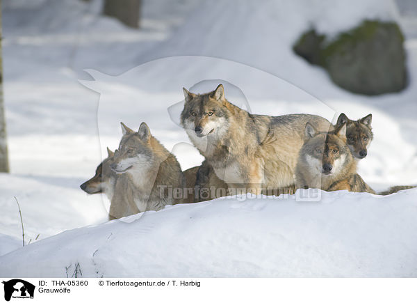 Grauwlfe / greywolfs / THA-05360