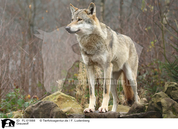 Grauwolf / greywolf / FL-01888