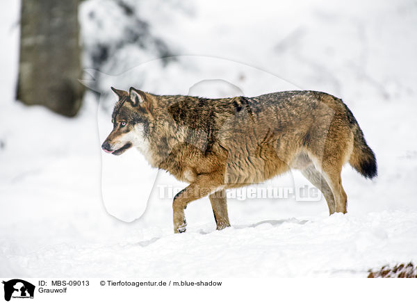 Grauwolf / greywolf / MBS-09013